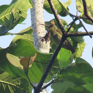 Yellow-eared spiderhunter (Arachnothera chrysogenys)