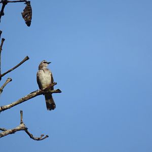 Yellow-vented bulbul (Pycnonotus goiavier)