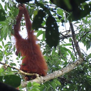 Bornean orangutan
