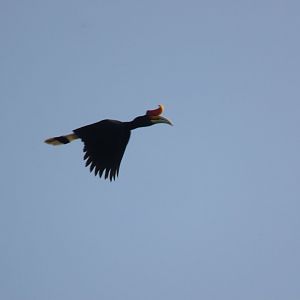 Rhinoceros hornbill