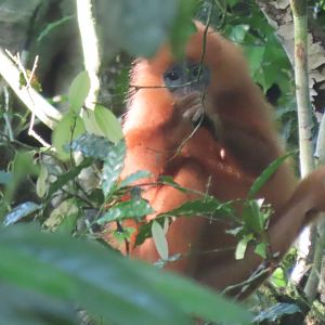 Maroon langur