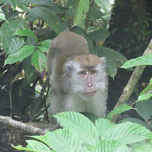 Long tailed macaque