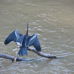Oriental darter (Anhinga melanogaster)
