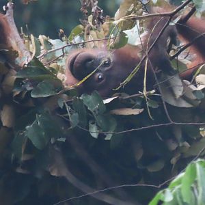 Bornean orangutan in nest