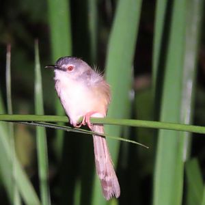 Yellow-bellied prinia (Prinia flaviventris)