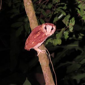Oriental bay owl (Phodilus badius)