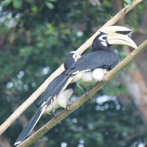 Oriental pied hornbill (Anthracoceros albirostris)