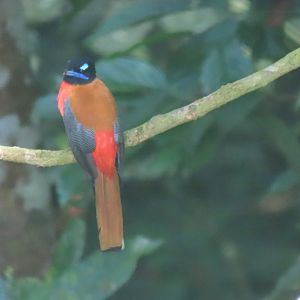 Scarlet-rumped trogon (Harpactes duvaucelii)