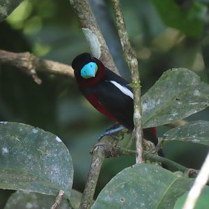 Black-and-red broadbill (Cymbirhynchus macrorhynchos)