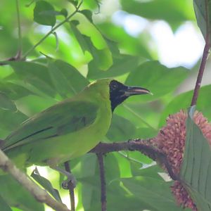 Lesser green(?) leafbird (Chloropsis cyanopogon?)