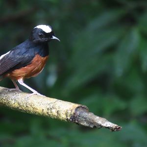 White rumped shama (Copsychus malabaricus)
