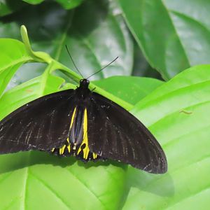 Common birdwing (Troides helena)