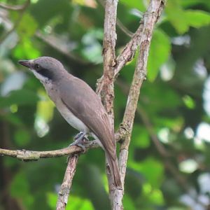 Large woodshrike (Tephrodornis virgatus)