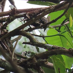 Buff-rumped woodpecker (Meiglyptes grammithorax)