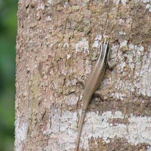 Borneo Skink (Dasia vittata)