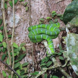 Bornean keeled green pit viper (Tropidolaemus subannulatus)