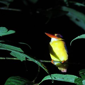 Rufous-backed dwarf kingfisher (Ceyx rufidorsa)