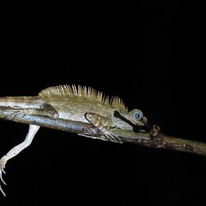 Borneo anglehead lizard (Gonocephalus bornensis)