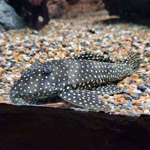 Golden Nugget Pleco