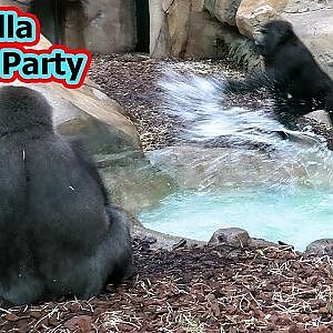 Gorilla Splash Party Kovanga and M'baku at ZooParc de Beauval