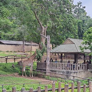 Visitors feeding the Giraffes in African Animal Area