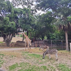 Giraffes and Zebras