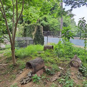 Bat Eared Fox exhibit