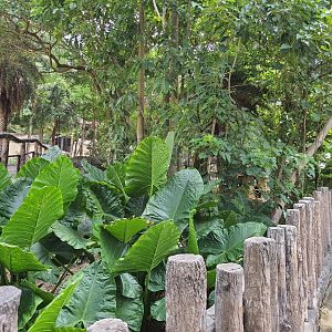 Pygmy Hippopotamus exhibit