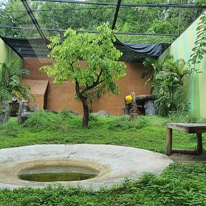 Indochinese Tiger Exhibit