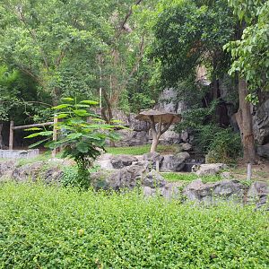African Lion Exhibit