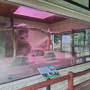 Koala Exhibit #1- Chiang Mai Zoo