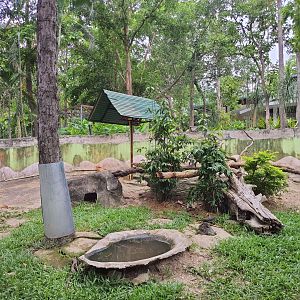 Green Iguana Enclosure Outside Koala Complex