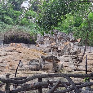 Barbary Sheep Enclosure