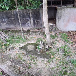 Spotted Paca enclosure