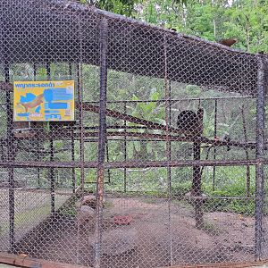 Malayan Giant Squirrel Exhibit