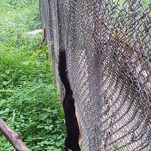Malayan Giant Squirrel