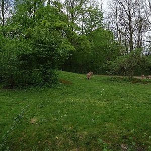 Red kangaroo enclosure