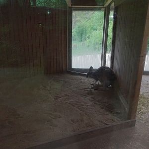 Red kangaroo indoor enclosure