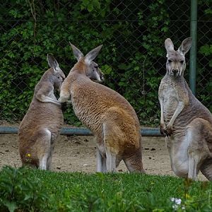 Red kangaroo (Osphranter rufus)