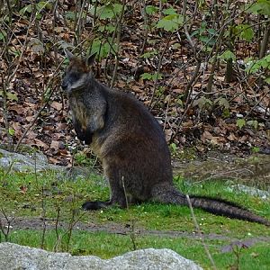 Swamp wallaby (Wallabia bicolor)