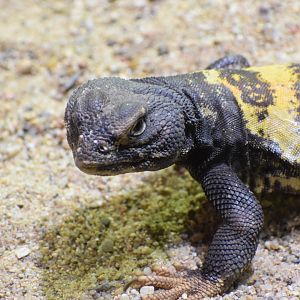 Red-banded spiny-tailed lizard