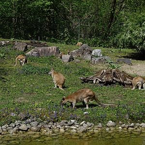 Agile wallaby enclosure