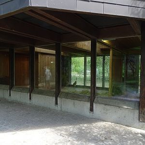 Agile wallaby indoor enclosure