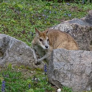Agile wallaby (Notamacropus agilis)