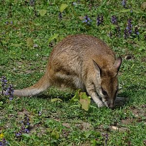 Agile wallaby (Notamacropus agilis)