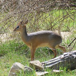 Kirk's dik-dik