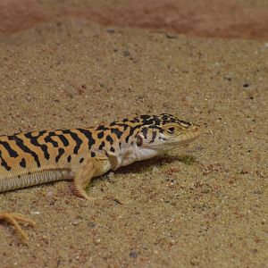 Gobi racerunner