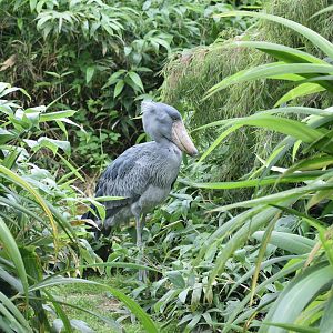 Shoebill