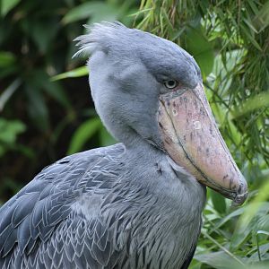 Shoebill