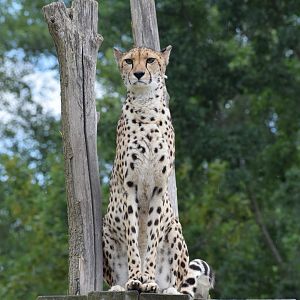 South African cheetah